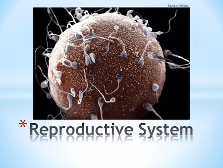 David M. Phillips Reproductive System.