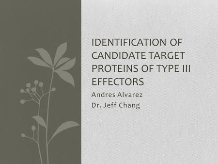 Andres Alvarez Dr. Jeff Chang IDENTIFICATION OF CANDIDATE TARGET PROTEINS OF TYPE III EFFECTORS.