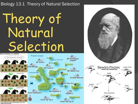 Biology 13.1 Theory of Natural Selection