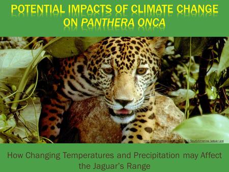 How Changing Temperatures and Precipitation may Affect the Jaguar’s Range
