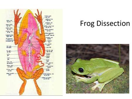 Frog Dissection. Goal for Today Objectives: Students will be able to- – Observe and identify and explain the role of the major parts of the digestive.