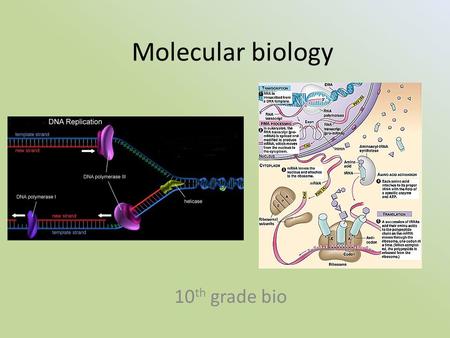 Molecular biology 10 th grade bio. DNA and RNA DNA stands for Deoxyribonucleic acid RNA stands for ribonucleic acid RNA is a molecule found in everything.