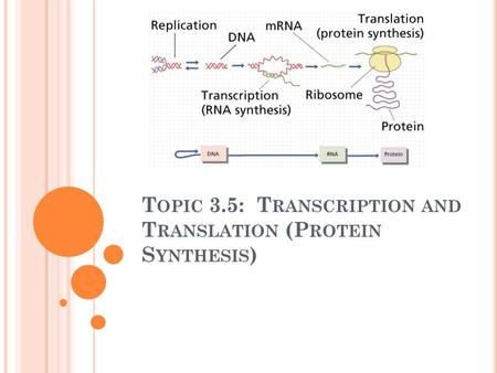 T OPIC 3.5: T RANSCRIPTION AND T RANSLATION (P ROTEIN S YNTHESIS )