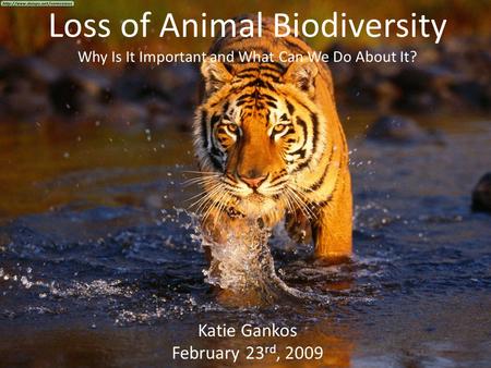 Loss of Animal Biodiversity Why Is It Important and What Can We Do About It? Katie Gankos February 23 rd, 2009.