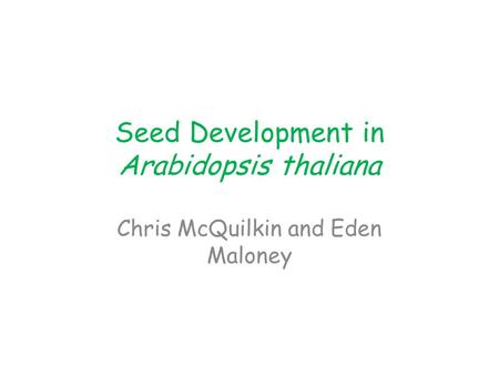 Seed Development in Arabidopsis thaliana Chris McQuilkin and Eden Maloney.