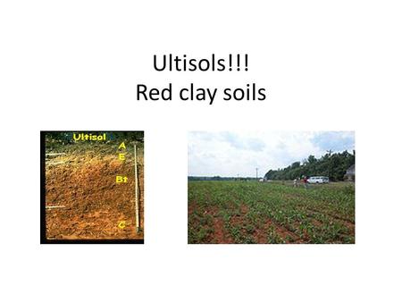 Ultisols!!! Red clay soils. Very Similar to Alfisols However, they are highly weathered Low nutrient value Have undergone a great deal of leaching.