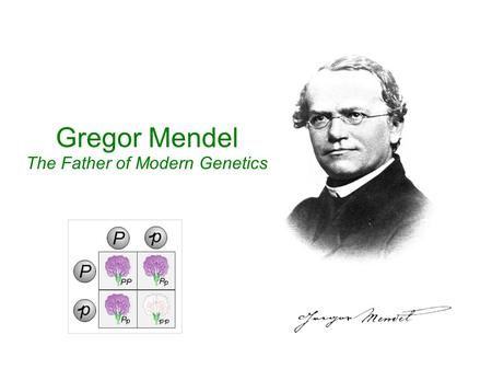 Gregor Mendel The Father of Modern Genetics. Gregor Mendel (1822-1884) was born in a small village in Heinzendorf (now Czechoslovakia).