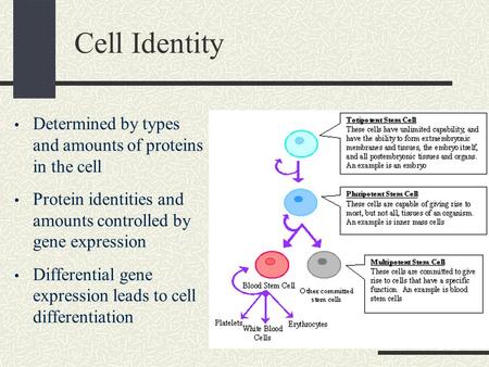 Cell Identity Determined by types and amounts of proteins in the cell