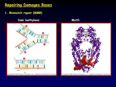 Repairing Damages Bases 1. Mismatch repair (MMR) Dam methylase:MutS: