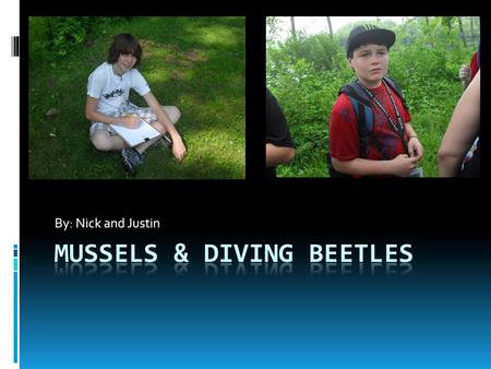 By: Nick and Justin. Mussels Freshwater mussels live in sand and gravel at the bottom of rivers and streams. Few species of mussels are accustomed to.