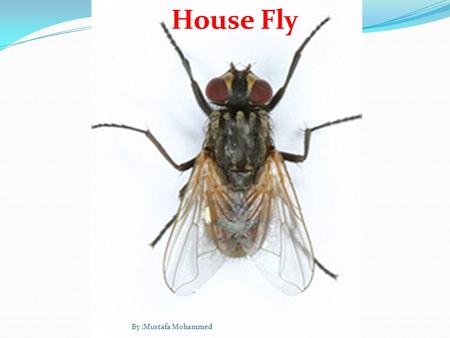 House Fly By :Mustafa Mohammed. Small species 6-9 mm long with dull thorax,and abdomen. -the thorax has four engitudinal dark stipes. - sides of abdomen.