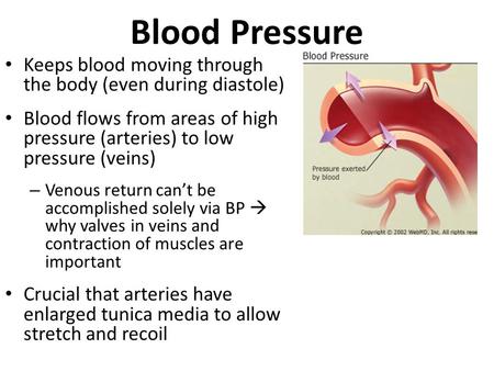 Blood Pressure Keeps blood moving through the body (even during diastole) Blood flows from areas of high pressure (arteries) to low pressure (veins) –