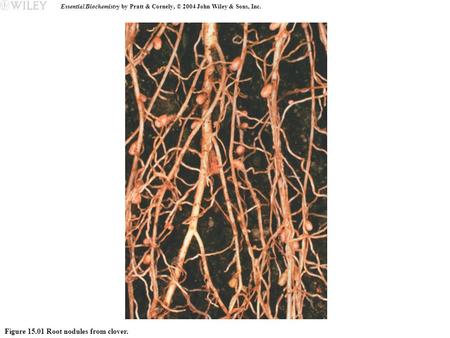 Essential Biochemistry by Pratt & Cornely, © 2004 John Wiley & Sons, Inc. Figure 15.01 Root nodules from clover.