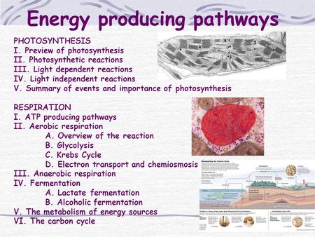 Energy producing pathways PHOTOSYNTHESIS I. Preview of photosynthesis II. Photosynthetic reactions III. Light dependent reactions IV. Light independent.