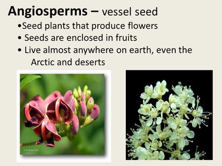 Angiosperms – vessel seed