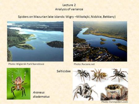 Spiders on Mazurian lake islands: Wigry –Mikołajki, Nidzkie, Bełdany) Lecture 2 Analysis of variance Photo: Wigierski Park Narodowe Photo: Ruciane.net.