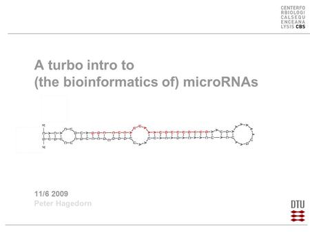 A turbo intro to (the bioinformatics of) microRNAs 11/6 2009 Peter Hagedorn.