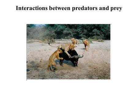 Interactions between predators and prey. What is a predator? Masked Shrew Sorex cinereus Mountain lion Puma concolor Brook Trout Salvelinus fontinalis.