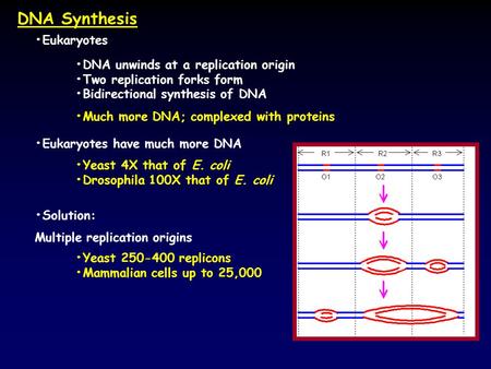 DNA Synthesis Eukaryotes DNA unwinds at a replication origin Two replication forks form Bidirectional synthesis of DNA Much more DNA; complexed with proteins.