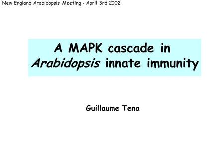A MAPK cascade in Arabidopsis innate immunity New England Arabidopsis Meeting - April 3rd 2002 Guillaume Tena.