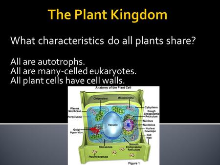 What characteristics do all plants share? All are autotrophs. All are many-celled eukaryotes. All plant cells have cell walls.