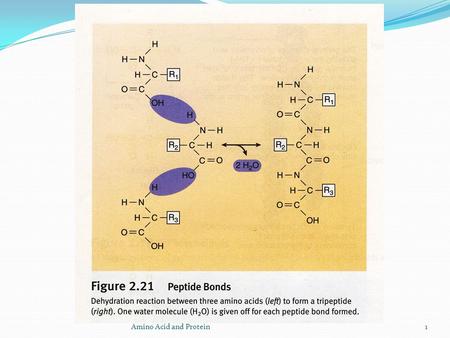 Amino Acid and Protein1. 2  The formation of a peptide bond between glycine and alanine is shown in Figure 5.8. The product is called dipeptide, the.