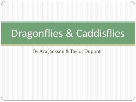 By Ava Jackson & Taylor Dupont Dragonflies & Caddisflies.