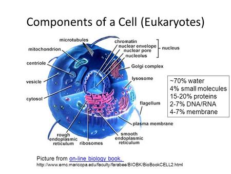 Components of a Cell (Eukaryotes) Picture from on-line biology book,on-line biology book,