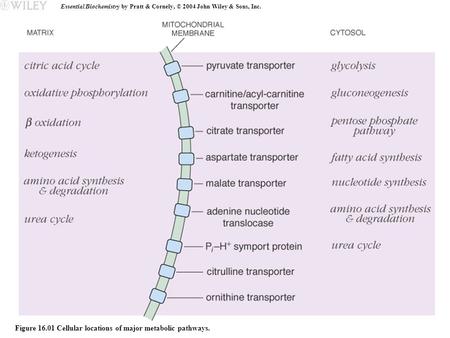 Essential Biochemistry by Pratt & Cornely, © 2004 John Wiley & Sons, Inc. Figure 16.01 Cellular locations of major metabolic pathways.