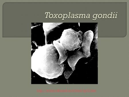  Protozoan parasite  Coccidia  Common 20 – 60% cats 70% humans  Causes toxoplasmosis Tachyzoites