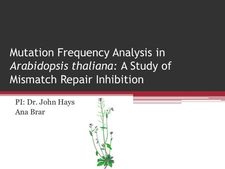 Mutation Frequency Analysis in Arabidopsis thaliana: A Study of Mismatch Repair Inhibition PI: Dr. John Hays Ana Brar.