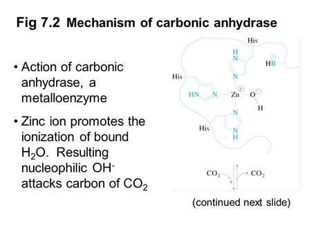 Fig 7.2 Mechanism of carbonic anhydrase