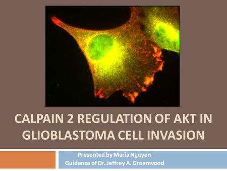 Calpain 2 regulation of Akt in glioblastoma cell invasion