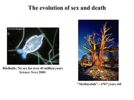 The evolution of sex and death Bdelloids: No sex for over 40 million years Science News 2000 “Methuselah” – 4767 years old.