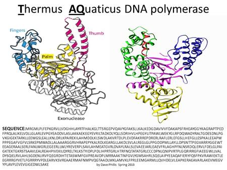 Thermus AQuaticus DNA polymerase SEQUENCE: MRGMLPLFEPKGRVLLVDGHHLAYRTFHALKGLTTSRGEPVQAVYGFAKSLLKALKEDGDAVIVVFDAKAPSFRHEAYGGYKAGRAPTPED FPRQLALIKELVDLLGLARLEVPGYEADDVLASLAKKAEKEGYEVRILTADKDLYQLLSDRIHVLHPEGYLITPAWLWEKYGLRPDQWADYRALTGDESDNLPG.