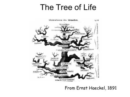 From Ernst Haeckel, 1891 The Tree of Life.  Classical approach considers morphological features  number of legs, lengths of legs, etc.  Modern approach.