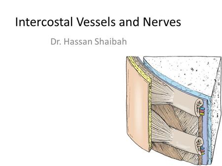 Intercostal Vessels and Nerves Dr. Hassan Shaibah.