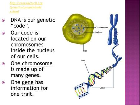  DNA is our genetic “code”.  Our code is located on our chromosomes inside the nucleus of our cells.  One chromosome is made up of many genes.  One.