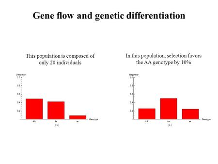 Gene flow and genetic differentiation This population is composed of only 20 individuals In this population, selection favors the AA genotype by 10%