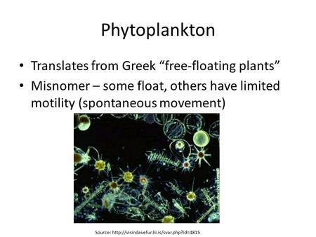 Phytoplankton Translates from Greek “free-floating plants”