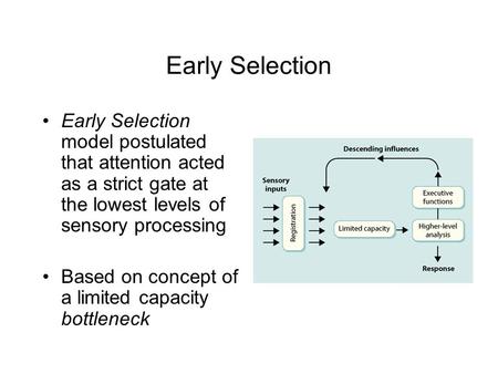 Early Selection Early Selection model postulated that attention acted as a strict gate at the lowest levels of sensory processing Based on concept of a.