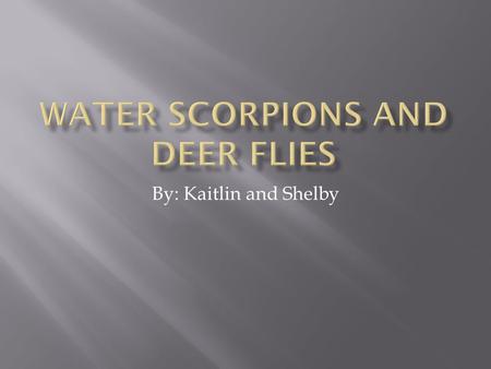 By: Kaitlin and Shelby. RANATRANEPA  Water Scorpions spend most of their life near the shoreline.  They swim by swishing the front legs and kicking.
