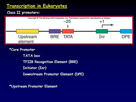 Transcription in Eukaryotes Class II promoters: *Core Promoter TATA box TFIIB Recognition Element (BRE) Initiator (Inr) Downstream Promoter Element (DPE)