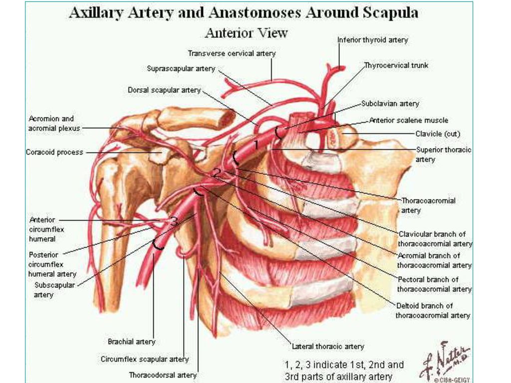 Грудная артерия анатомия. Ветви внутренней грудной артерии. Suprascapularis артерия. Внутренняя грудная артерия анатомия. Хирургическая анатомия внутренней грудной артерии.