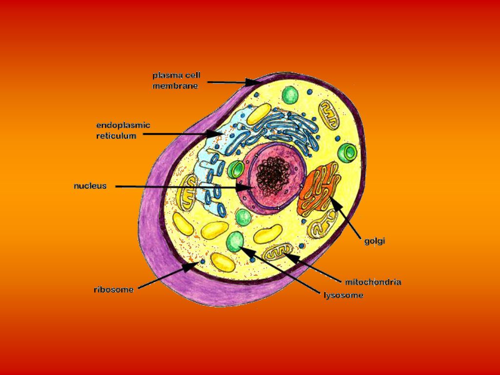 CELLS Cell Structure. - ppt download