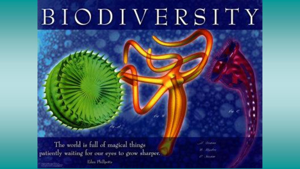 Food Webs A system of interdependent food chains Food Chain Biology Diagrams