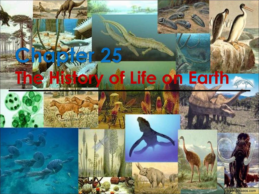 The History of Life on Earth - ppt download