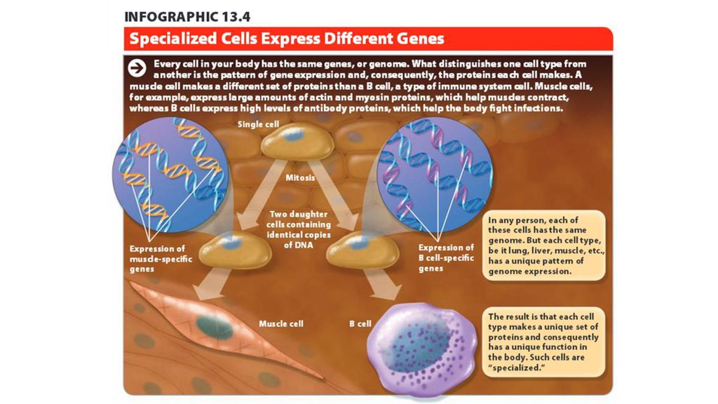 Opening Activity Feb 27 2017 Welcome Back Share with your table how Biology Diagrams
