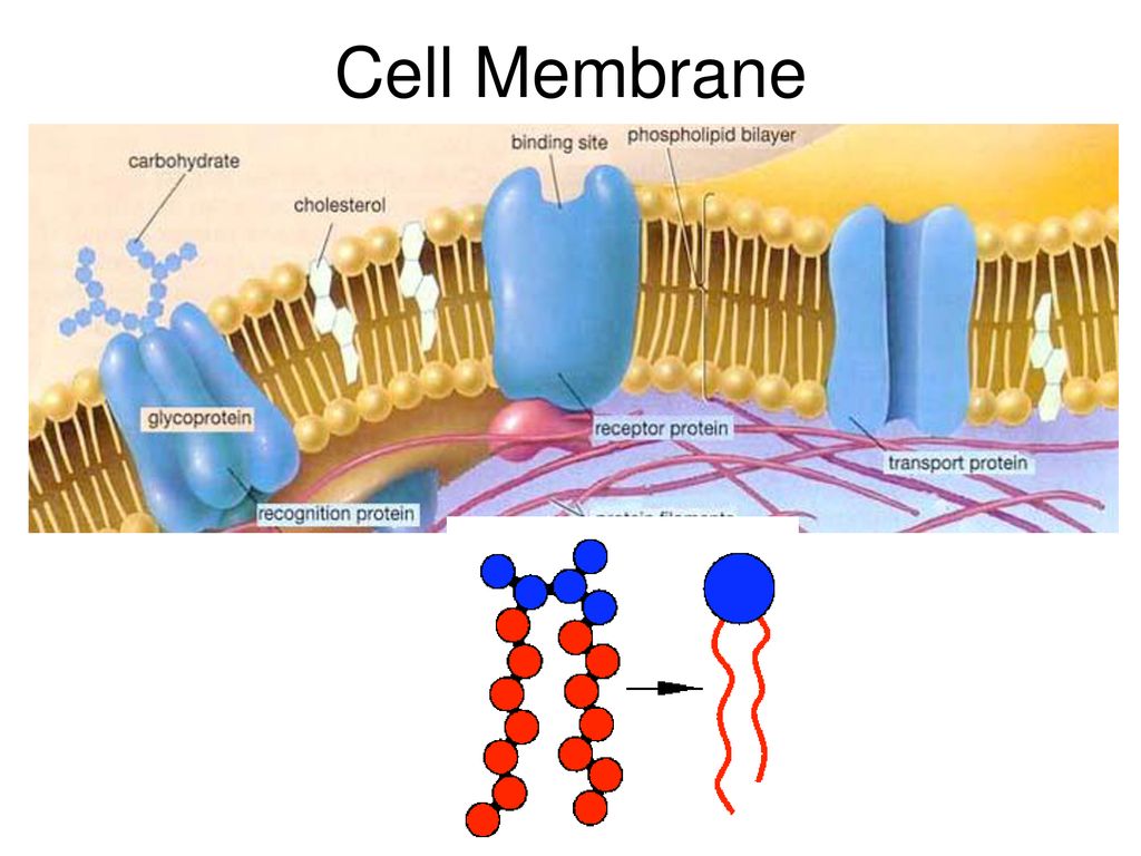 receptor protein in cell membrane