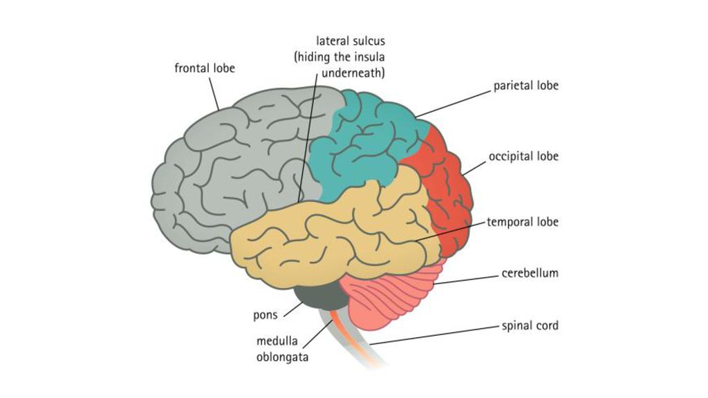 Main brain. Main Parts of the Brain. Frontal Lobe function. Свод мозга. Insula Lobe of the.